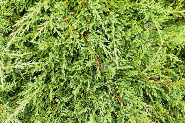 Junípero horizontal Prince of Wales - Juniperus horizontalis - El Nou Garden