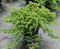 Junípero horizontal Prince of Wales - Juniperus horizontalis - El Nou Garden