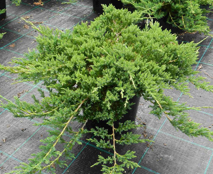 Junípero horizontal Prince of Wales - Juniperus horizontalis - El Nou Garden
