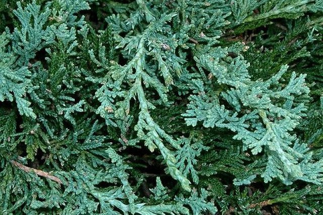 Junípero horizontal Wiltonii - Juniperus horizontalis - El Nou Garden