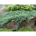 Junípero horizontal Wiltonii - Juniperus horizontalis - El Nou Garden