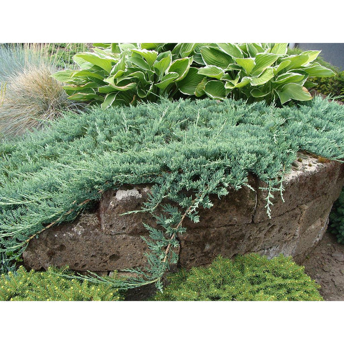 Junípero horizontal Wiltonii - Juniperus horizontalis - El Nou Garden