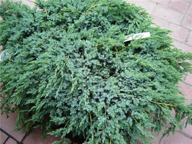 Junípero horizontal Wiltonii - Juniperus horizontalis - El Nou Garden