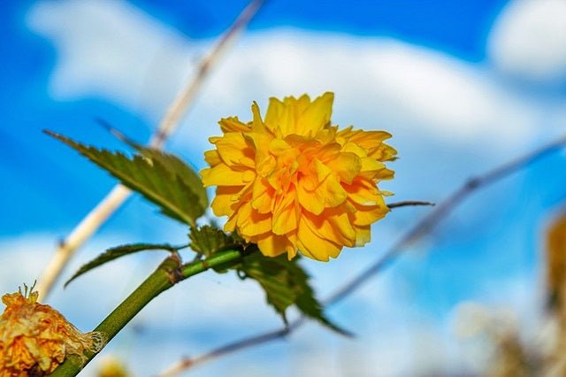 Kerria - Kerria japonica - El Nou Garden