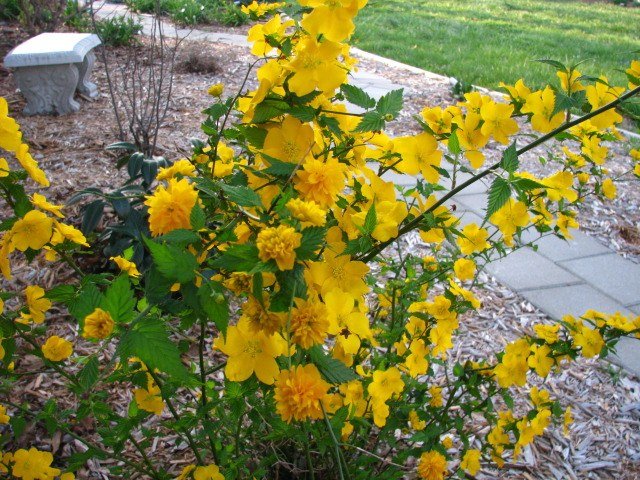 Kerria - Kerria japonica - El Nou Garden