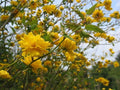 Kerria - Kerria japonica - El Nou Garden
