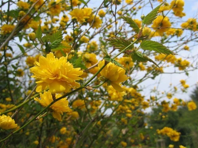 Kerria - Kerria japonica - El Nou Garden