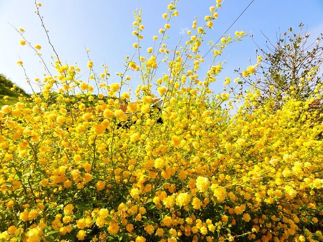 Kerria - Kerria japonica - El Nou Garden