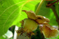 Kiwi amarillo Golden Delight - Actinida chinensis - El Nou Garden