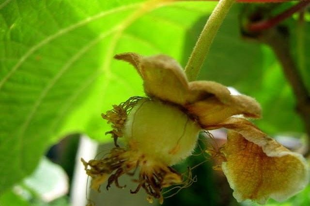 Kiwi amarillo Golden Delight - Actinida chinensis - El Nou Garden