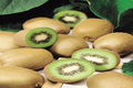 Kiwi Jenny - Actinidia deliciosa - El Nou Garden
