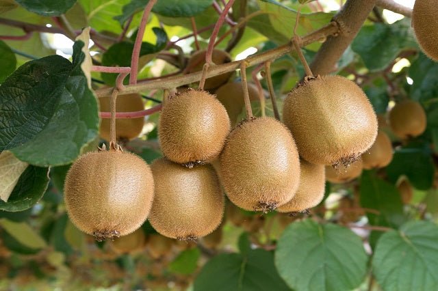 Kiwi Solo - Actinidia chinensis - El Nou Garden