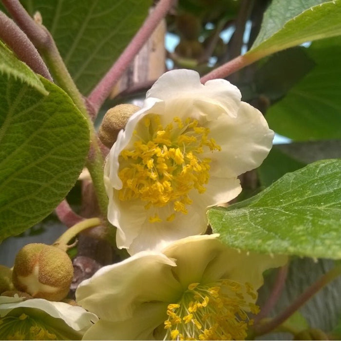 Kiwi Solo - Actinidia chinensis - El Nou Garden