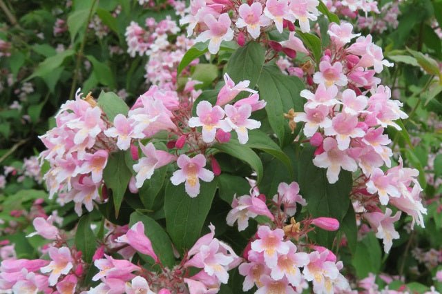 Kolwitzia Pink Cloud - Kolwitzia amabilis - El Nou Garden