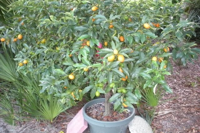 Kumquat enano cultivado en maceta