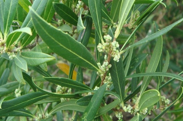 Labiérnago - Phillyrea angustifolia - Olivilla - El Nou Garden