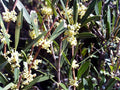 Labiérnago - Phillyrea angustifolia - Olivilla - El Nou Garden