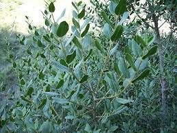 Labiérnago negro - Phillyrea latifolia - El Nou Garden