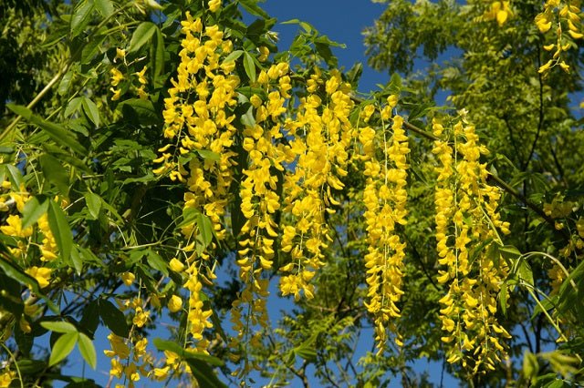 Laburno de Voss - Laburnum watereri - El Nou Garden