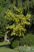 Laburno de Voss - Laburnum watereri - El Nou Garden