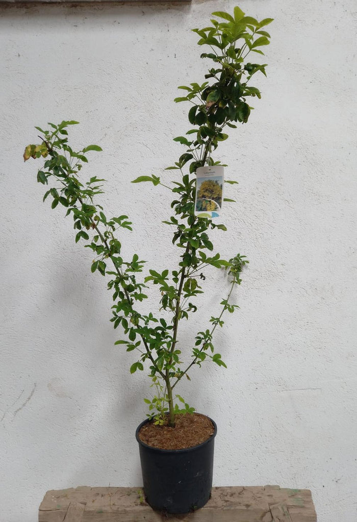 Laburno de Voss - Laburnum watereri - El Nou Garden