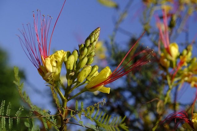 Lagaña de perro - Caesalpinia gilliesii - Poinciana - El Nou Garden