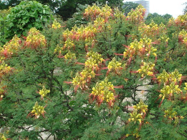 Lagaña de perro - Caesalpinia gilliesii - Poinciana - El Nou Garden
