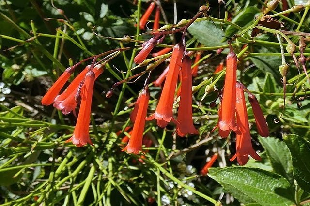 Lágrimas de amor - Russelia equisetiformis - El Nou Garden