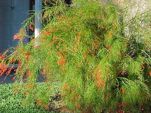 Lágrimas de amor - Russelia equisetiformis - El Nou Garden