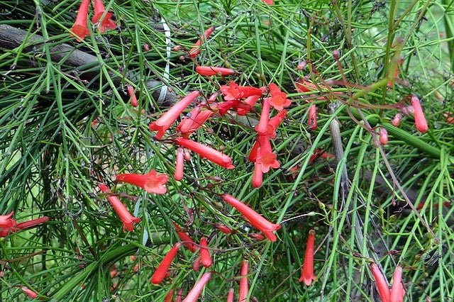 Lágrimas de amor - Russelia equisetiformis - El Nou Garden