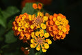 Lantana - Lantana camara - El Nou Garden