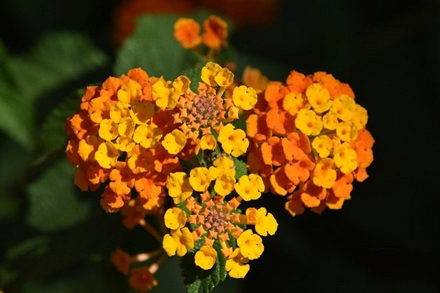 Lantana - Lantana camara - El Nou Garden