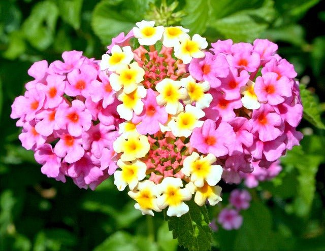 Lantana - Lantana camara - El Nou Garden