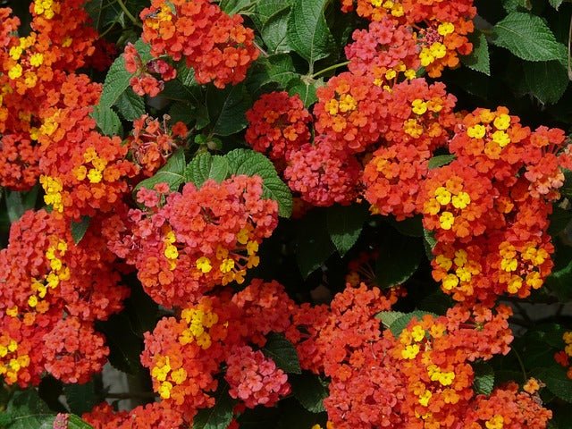 Lantana - Lantana camara - El Nou Garden