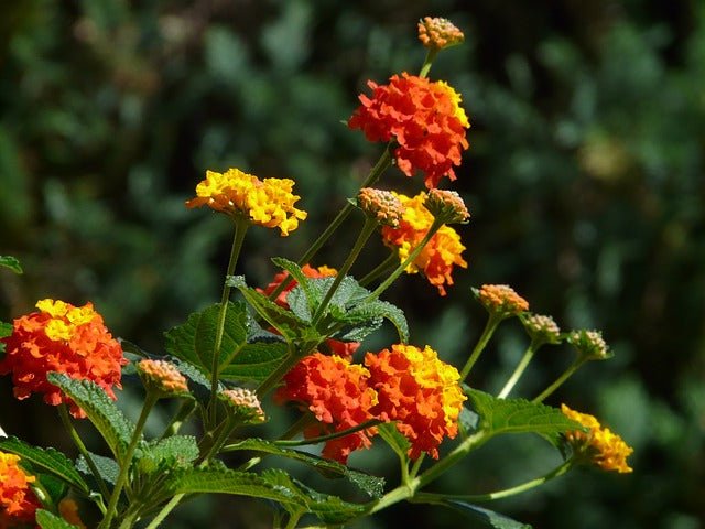 Lantana - Lantana camara - El Nou Garden