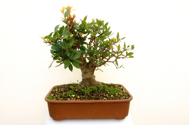 Laurel - Laurus nobilis - Bonsai - El Nou Garden