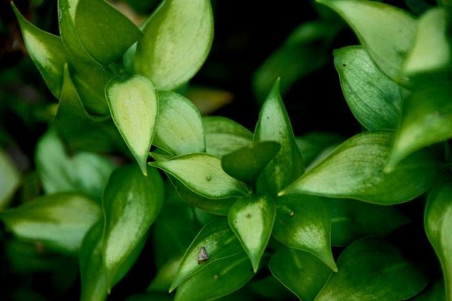 Laureola - Ruscus hypophyllum - El Nou Garden