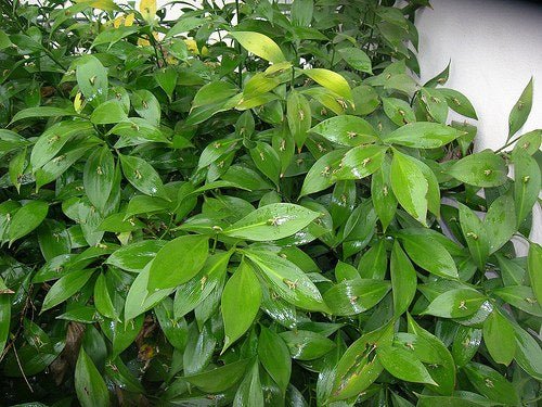 Laureola - Ruscus hypophyllum - El Nou Garden