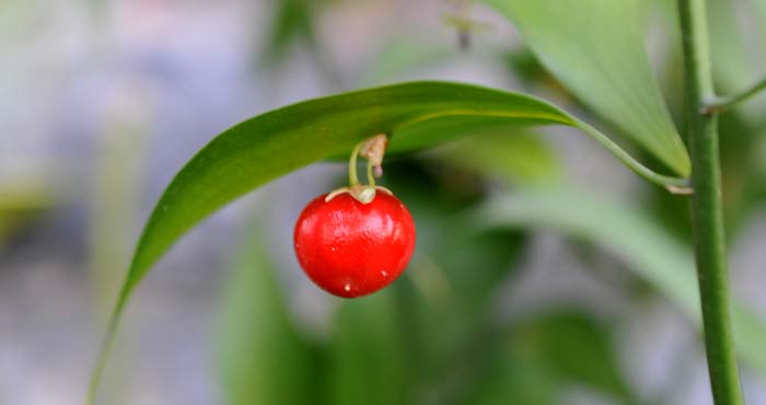 Laureola - Ruscus hypophyllum - El Nou Garden