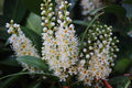 Lauroceraso - Prunus laurocerasus - Laurel real - El Nou Garden