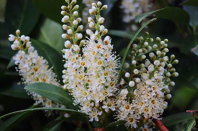 Lauroceraso - Prunus laurocerasus - Laurel real - El Nou Garden