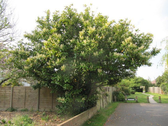 Lauroceraso - Prunus laurocerasus - Laurel real - El Nou Garden