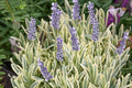 Lavanda Allardi Merlo - Lavandula angustifolia - El Nou Garden