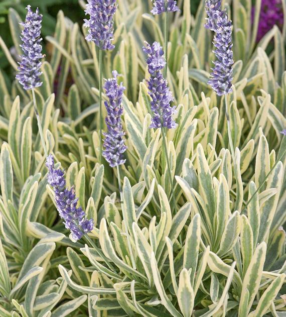 Lavanda Allardi Merlo - Lavandula angustifolia - El Nou Garden
