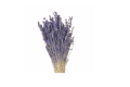 Lavanda Soft Light - Verdissimo - El Nou Garden