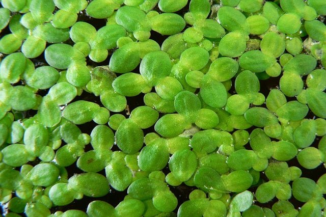 Lenteja de agua - Lemna minuta - El Nou Garden