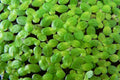 Lenteja de agua - Lemna minuta - El Nou Garden