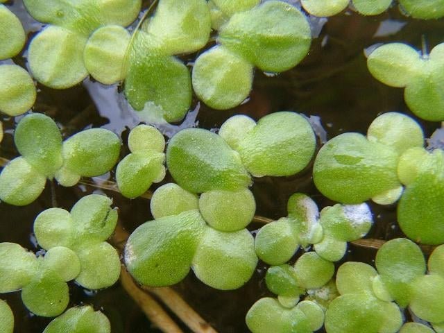 Lenteja de agua - Lemna minuta - El Nou Garden