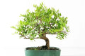 Lentisco - Pistacia lentiscus - Bonsai - El Nou Garden
