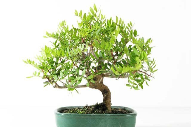 Lentisco - Pistacia lentiscus - Bonsai - El Nou Garden